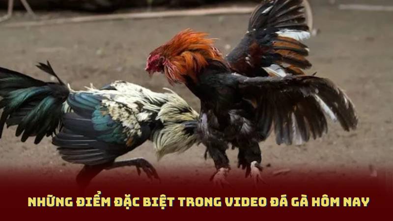 Những Điểm Đặc Biệt Trong Video Đá Gà Hôm Nay