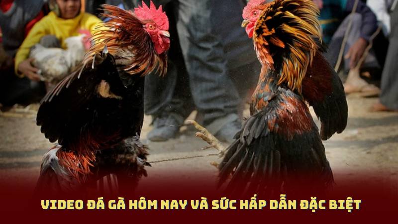 Video Đá Gà Hôm Nay và Sức Hấp Dẫn Đặc Biệt