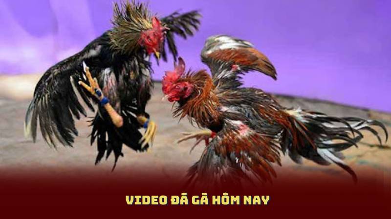 Video Đá Gà Hôm Nay – Highlight Những Pha Tấn Công Đỉnh Cao